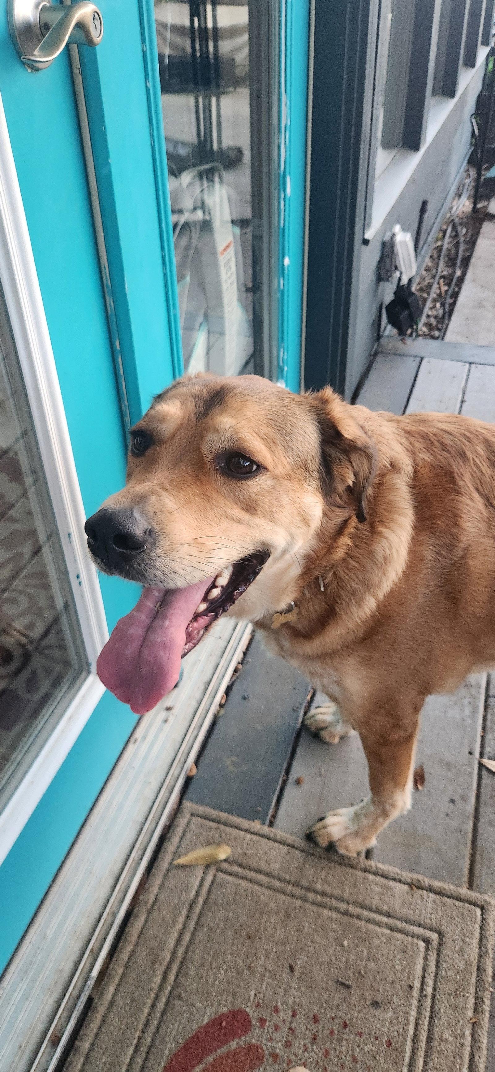 Enlarge Eevee, a Adoptable mixed breed in McKinney, TX image 2/3