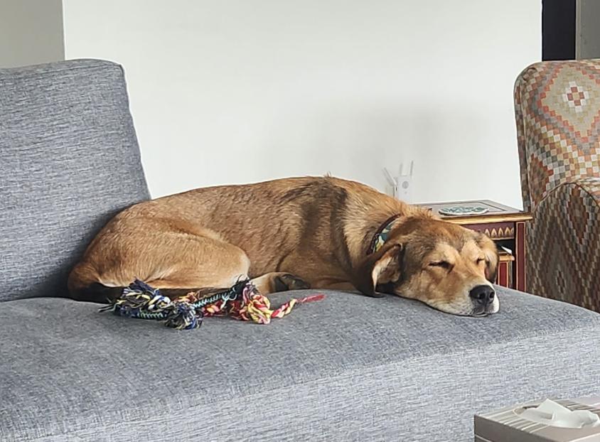 Enlarge Eevee, a Adoptable mixed breed in McKinney, TX image 3/3