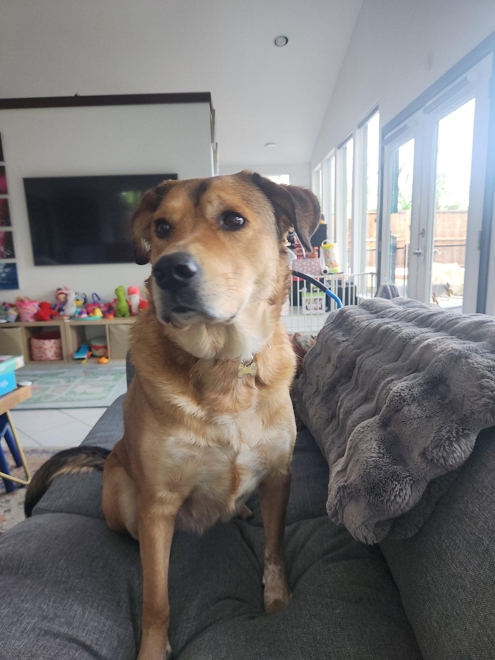 Enlarge Eevee, a Adoptable mixed breed in McKinney, TX image 3/3