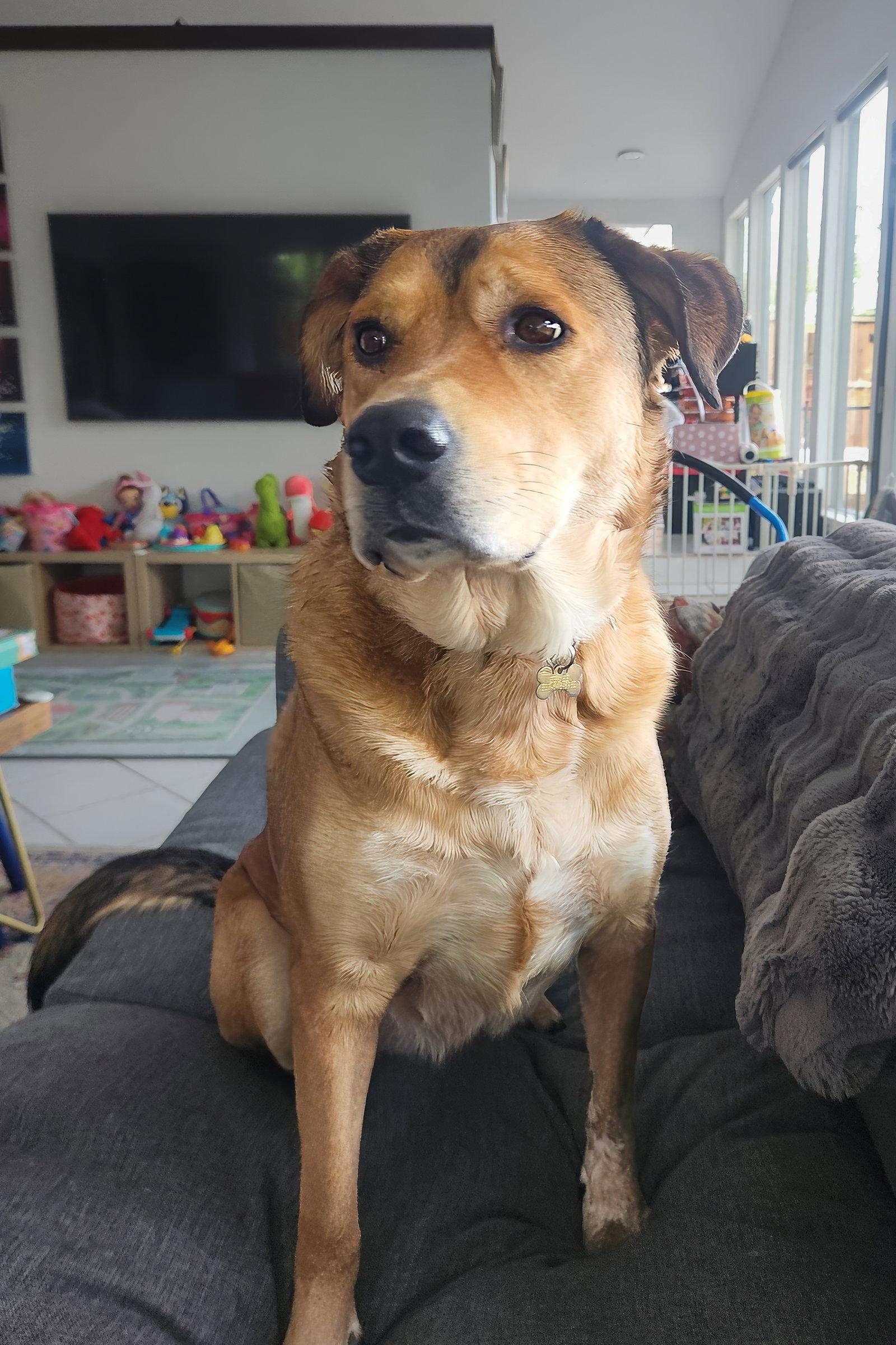 Enlarge Eevee, a Adoptable mixed breed in McKinney, TX image 3/3