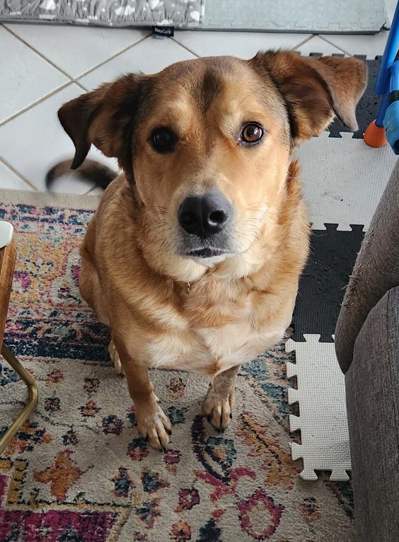 Enlarge Eevee, a Adoptable mixed breed in McKinney, TX image 3/3