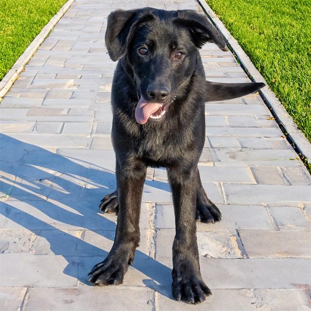 DANDY, Adoptable, Young Male German Shepherd Dog & Labrador Retriever.
