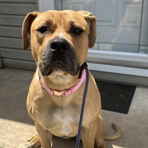 Daisy, a ADOPTABLE mixed breed in Lyndhurst, NJ image 2/6
