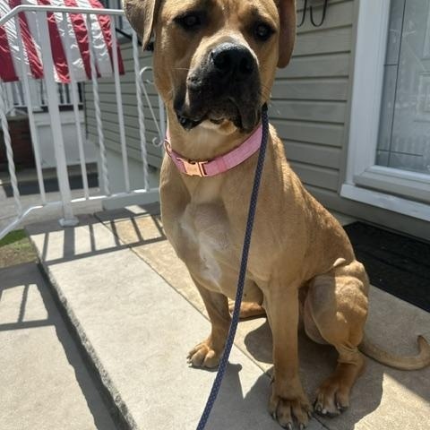 Daisy, a ADOPTABLE mixed breed in Lyndhurst, NJ image 5/6