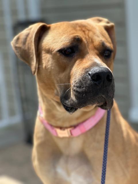 Daisy, a ADOPTABLE mixed breed in Lyndhurst, NJ image 4/6
