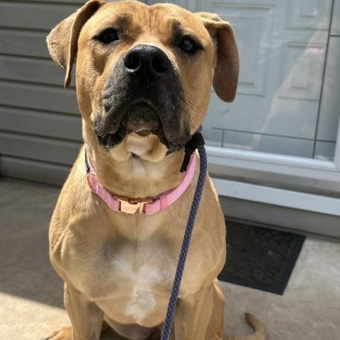 Daisy, ADOPTABLE, Young Female Boerboel & American Staffordshire Terrier.