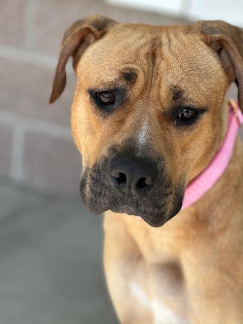 Daisy, a ADOPTABLE mixed breed in Lyndhurst, NJ image 3/6
