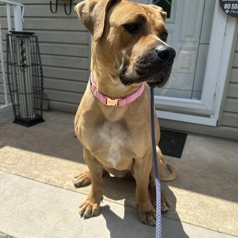 Daisy, a ADOPTABLE mixed breed in Lyndhurst, NJ image 6/6