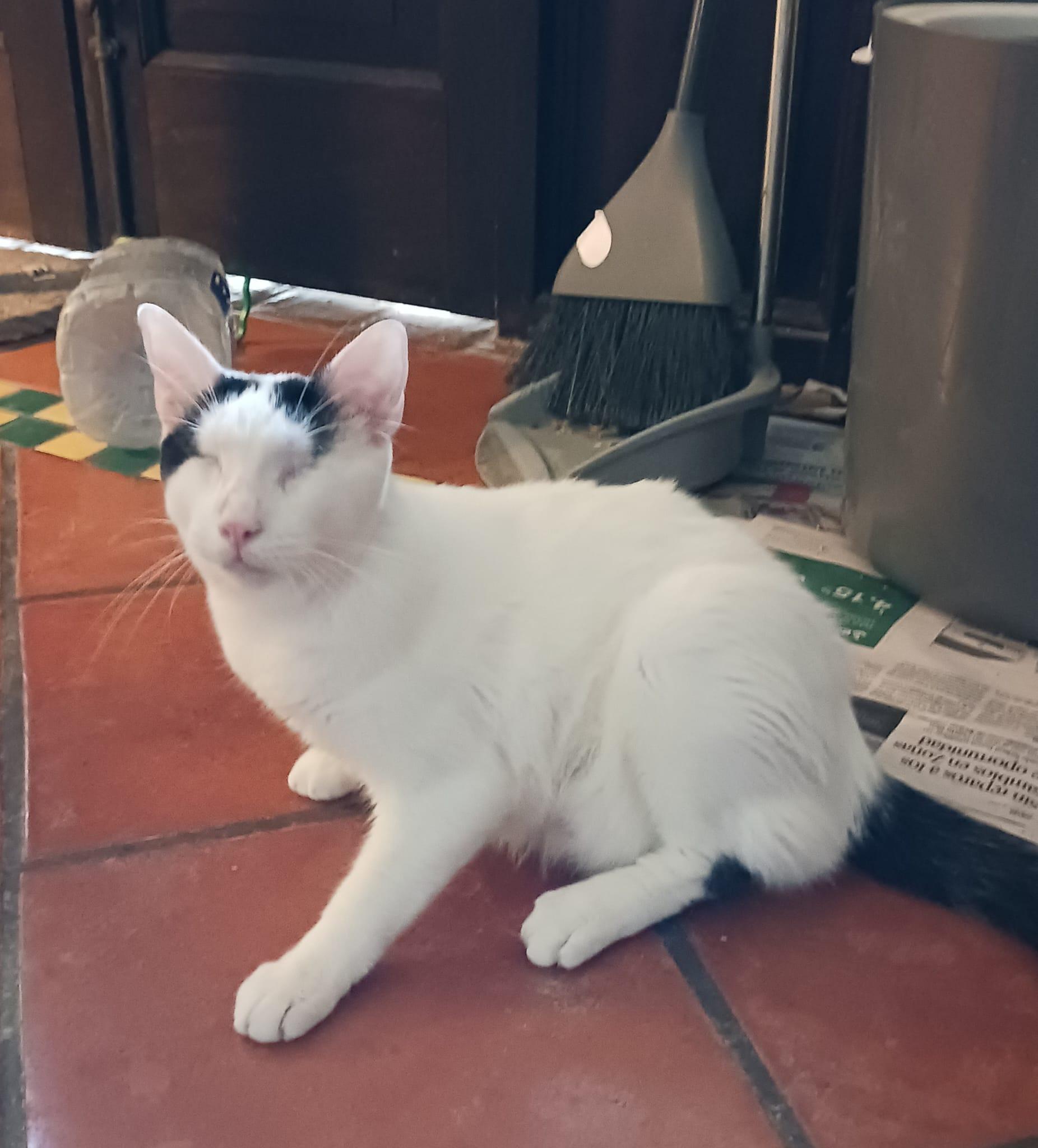 Enlarge Gucci, a Adoptable Domestic Short Hair in Natick, MA image 1/4