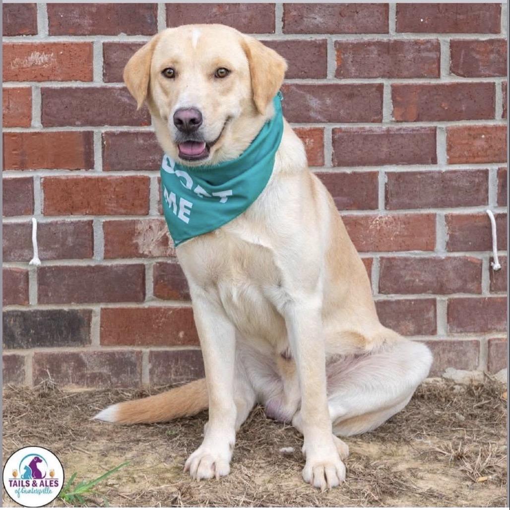 Benson (Adoption Fee-SPONSORED!)), Adoptable, Adult Male Mixed Breed.