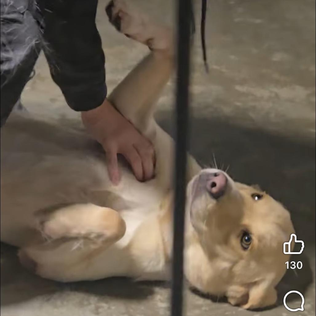 Benson (Adoption Fee-SPONSORED!)), a Adoptable Mixed Breed in Alabaster, AL image 2/6