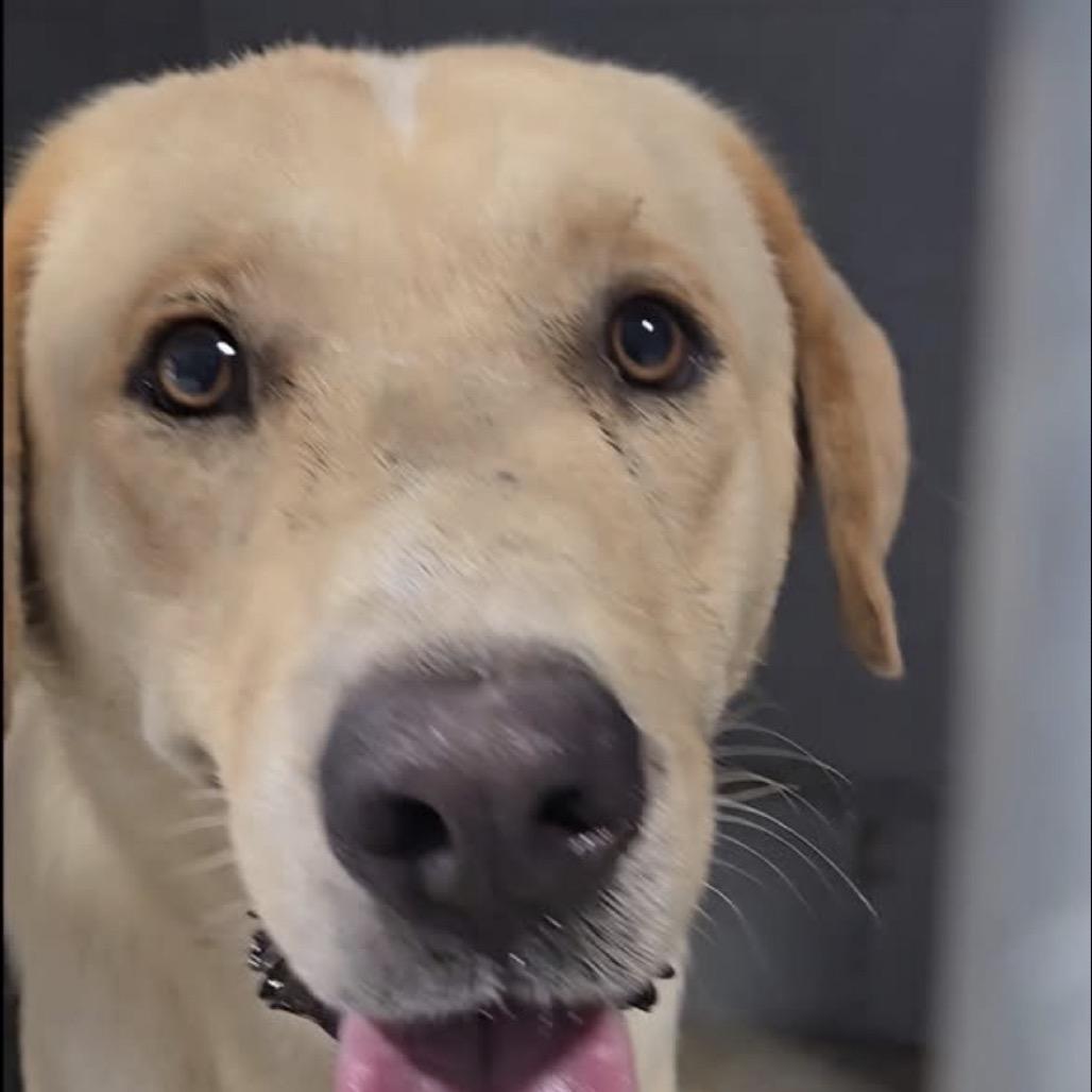 Benson (Adoption Fee-SPONSORED!)), a Adoptable Mixed Breed in Alabaster, AL image 3/6