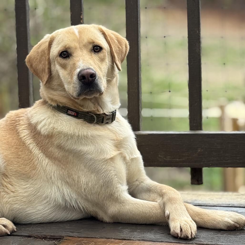 Benson (Adoption Fee-SPONSORED!)), a Adoptable Mixed Breed in Alabaster, AL image 4/6