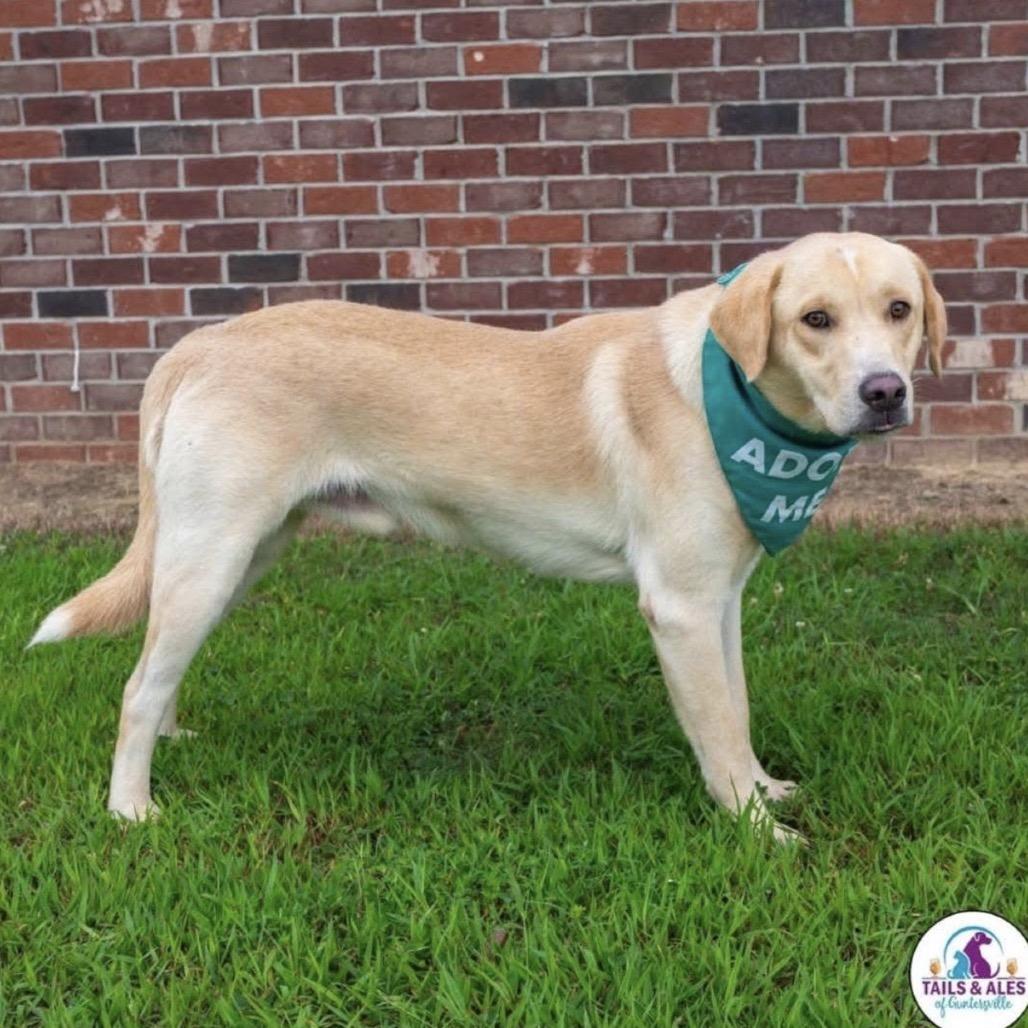 Benson (Adoption Fee-SPONSORED!)), a Adoptable Mixed Breed in Alabaster, AL image 5/6
