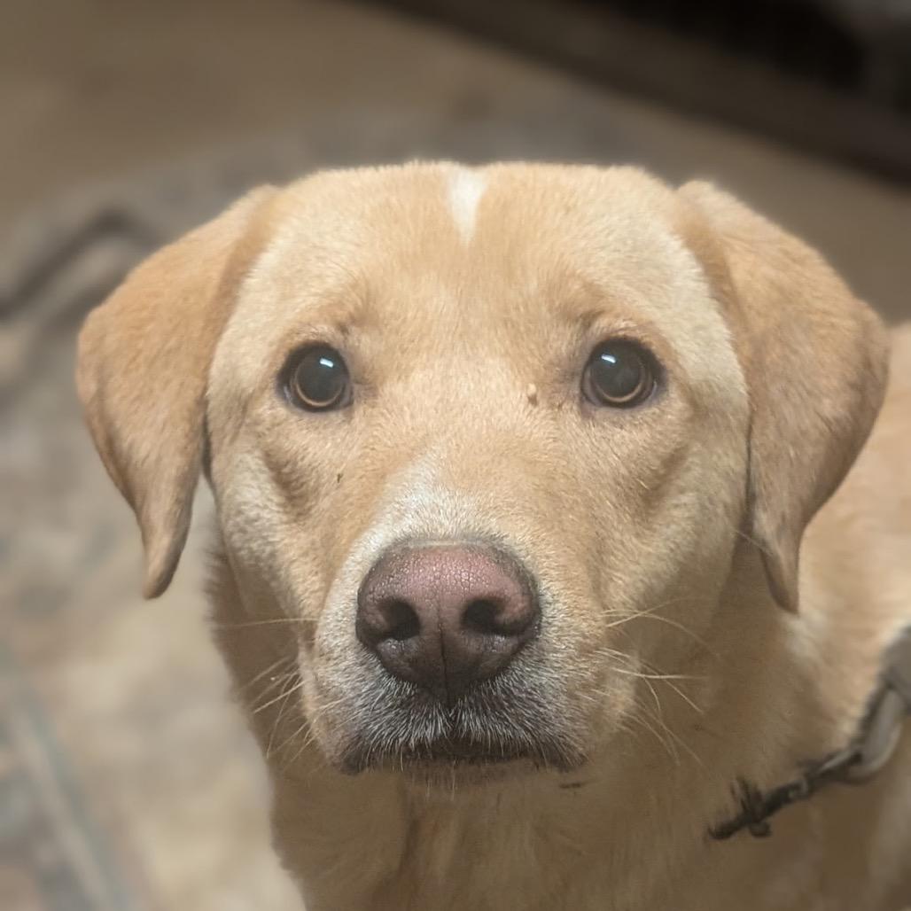 Benson (Adoption Fee-SPONSORED!)), a Adoptable Mixed Breed in Alabaster, AL image 6/6