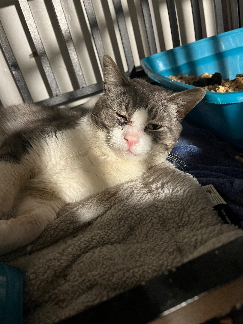 Max, Adopted, Adult Male American Shorthair & Tabby.