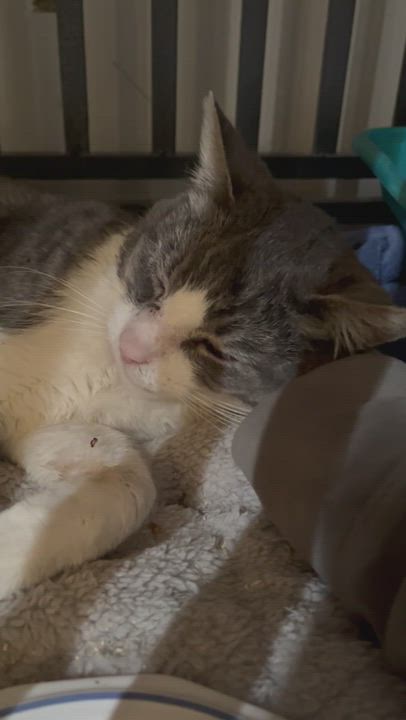 Enlarge Max, a Adopted mixed breed in Newark valley, NY video 3/4