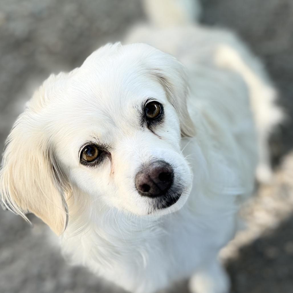 Enlarge Eden, a Adoptable mixed breed in Fresno, CA image 3/6