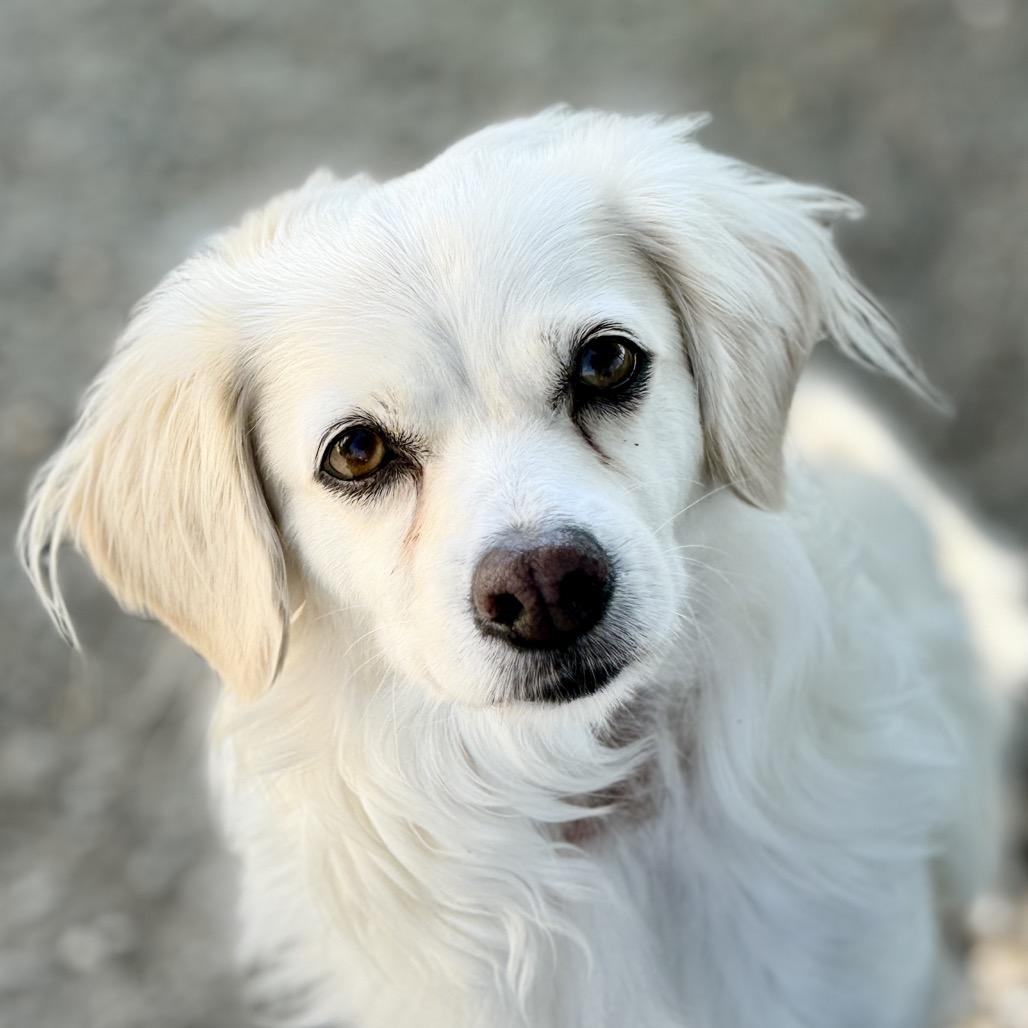 Enlarge Eden, a Adoptable mixed breed in Fresno, CA image 4/6