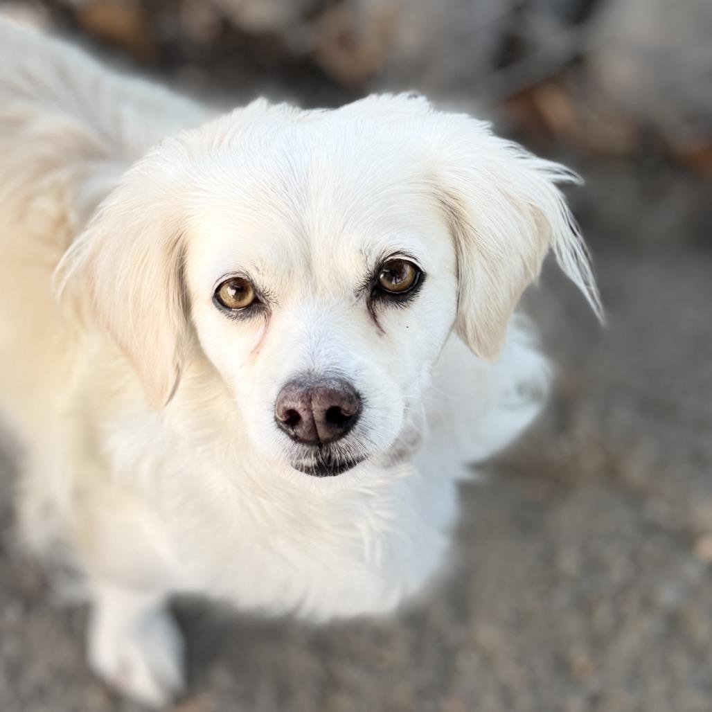 Enlarge Eden, a Adoptable mixed breed in Fresno, CA image 5/6