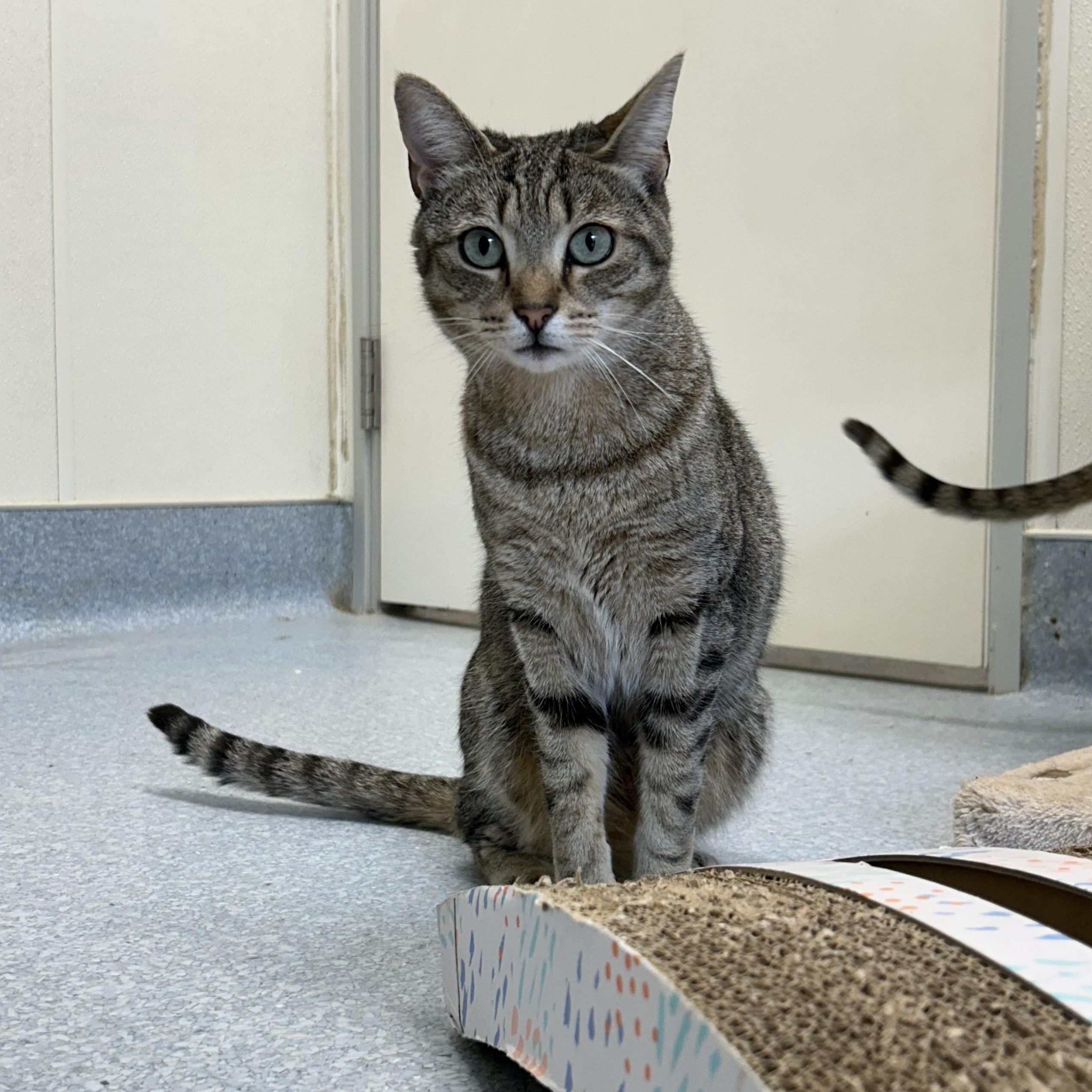 Enlarge Tori, a Adoptable Domestic Short Hair in El Cajon, CA image 3/4