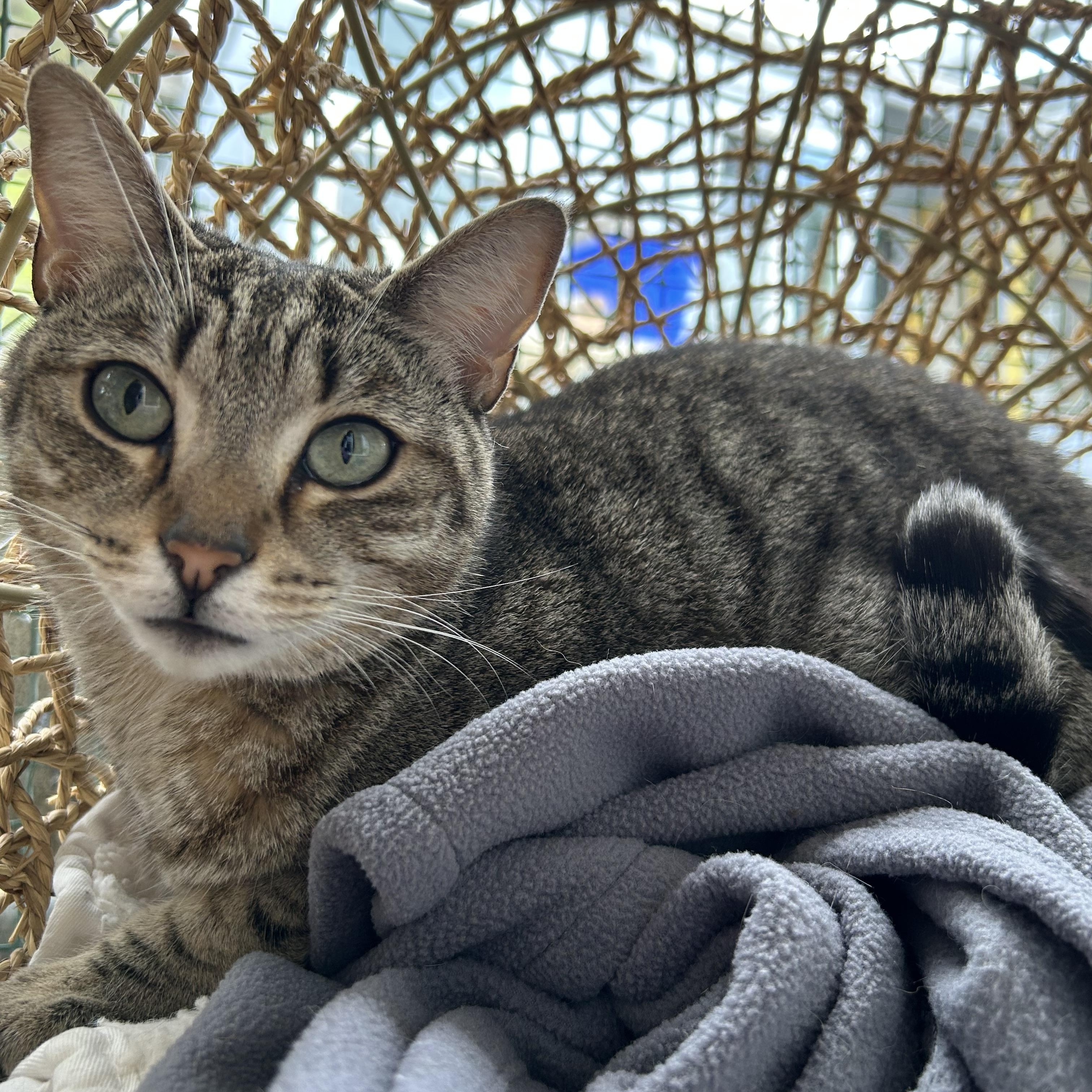 Tori, Adoptable, Adult Female Domestic Short Hair.