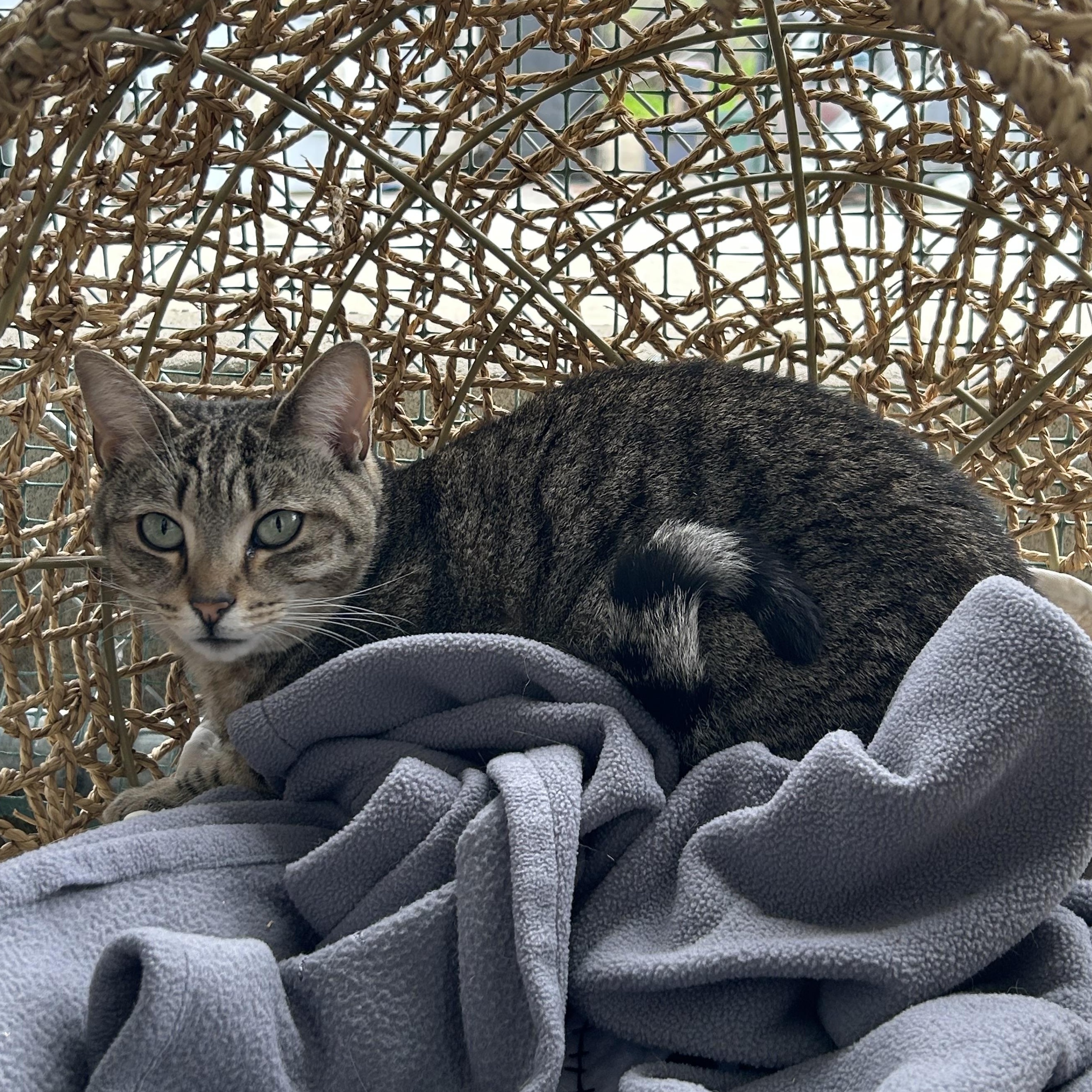 Enlarge Tori, a Adoptable Domestic Short Hair in El Cajon, CA image 2/4
