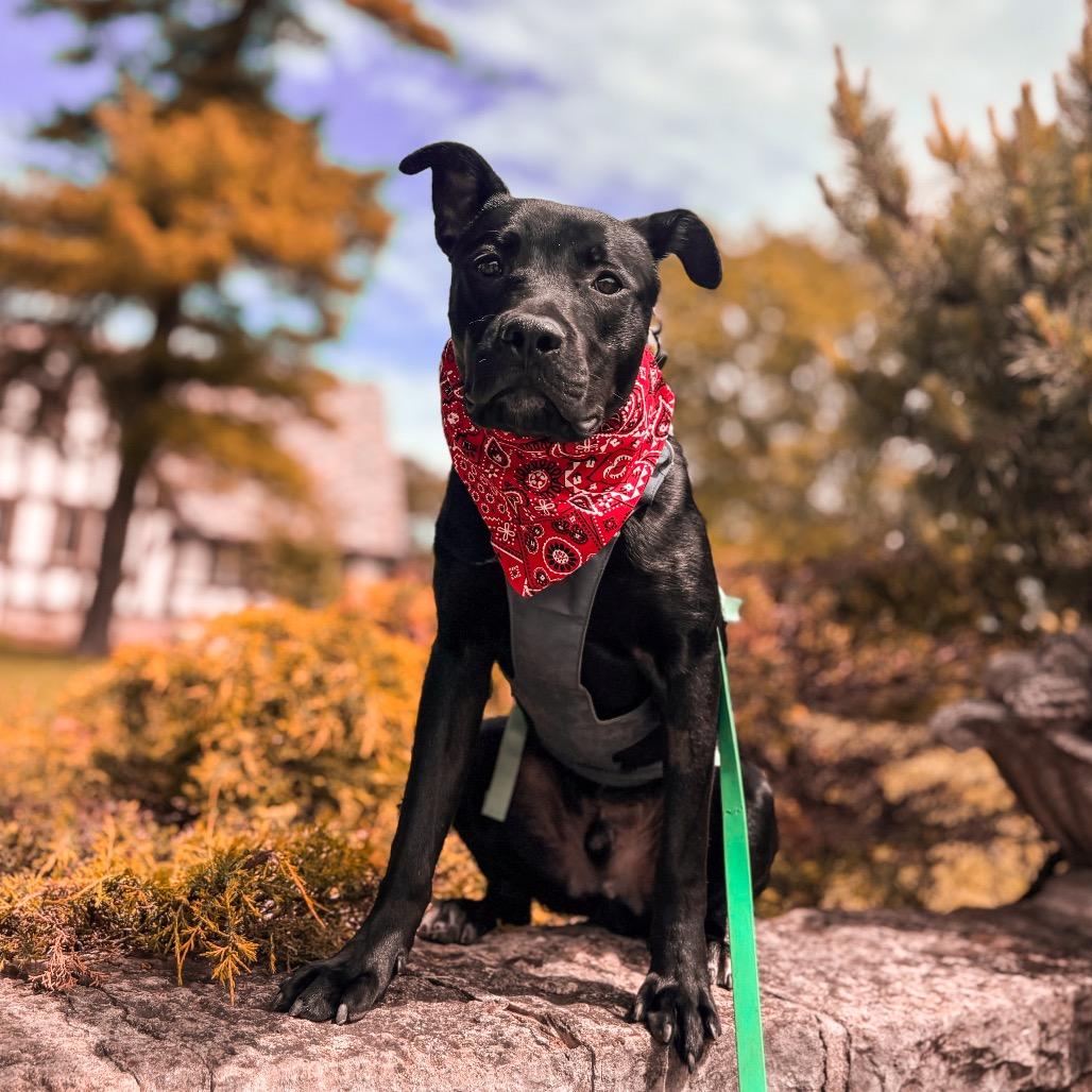 Enlarge Joey, a Adoptable mixed breed in Springboro, OH image 1/6