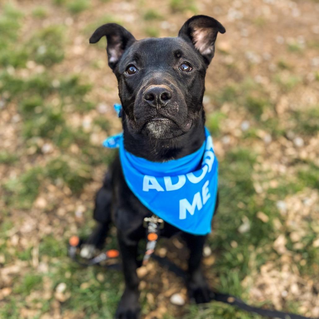Enlarge Joey, a Adoptable mixed breed in Springboro, OH image 2/6