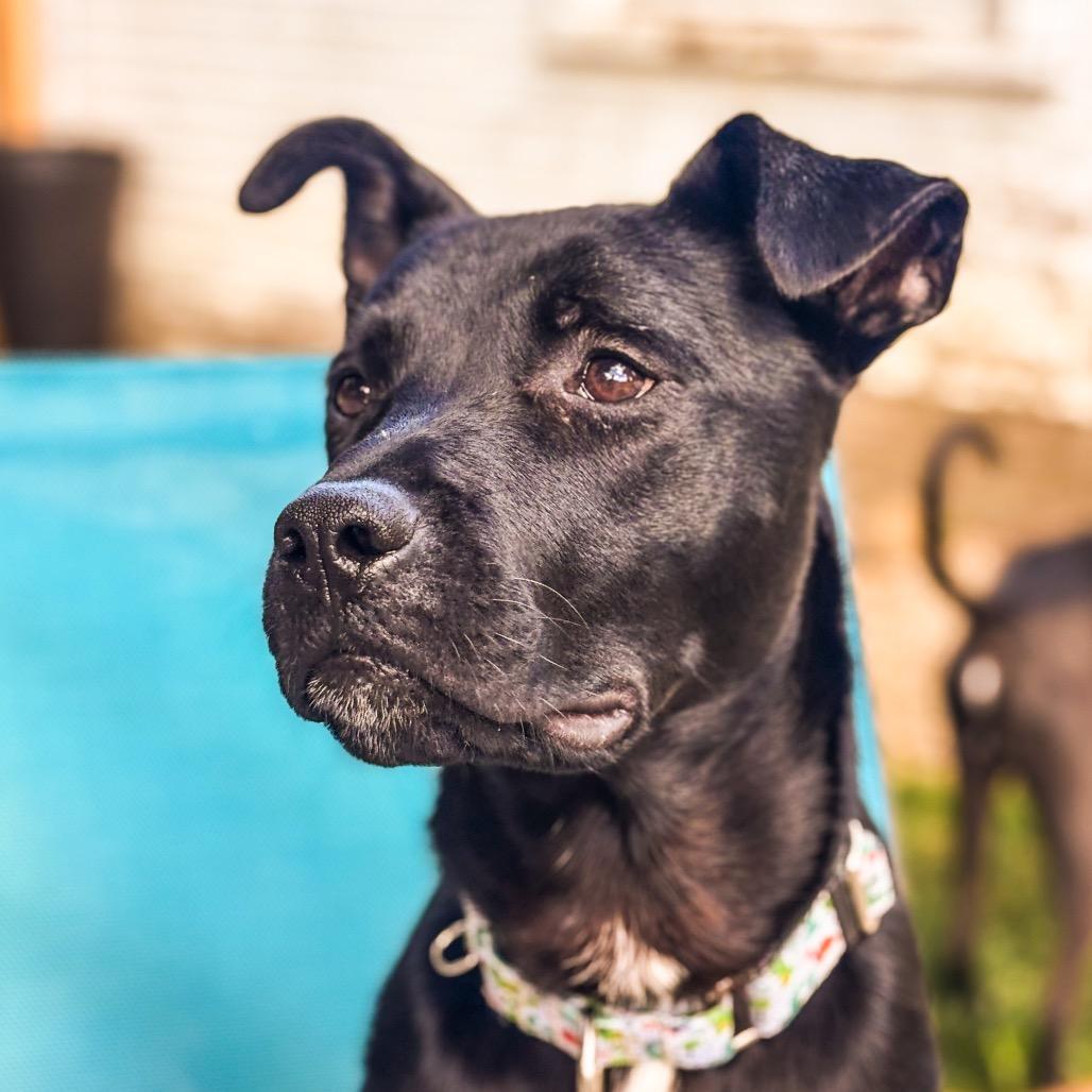 Enlarge Joey, a Adoptable mixed breed in Springboro, OH image 2/6