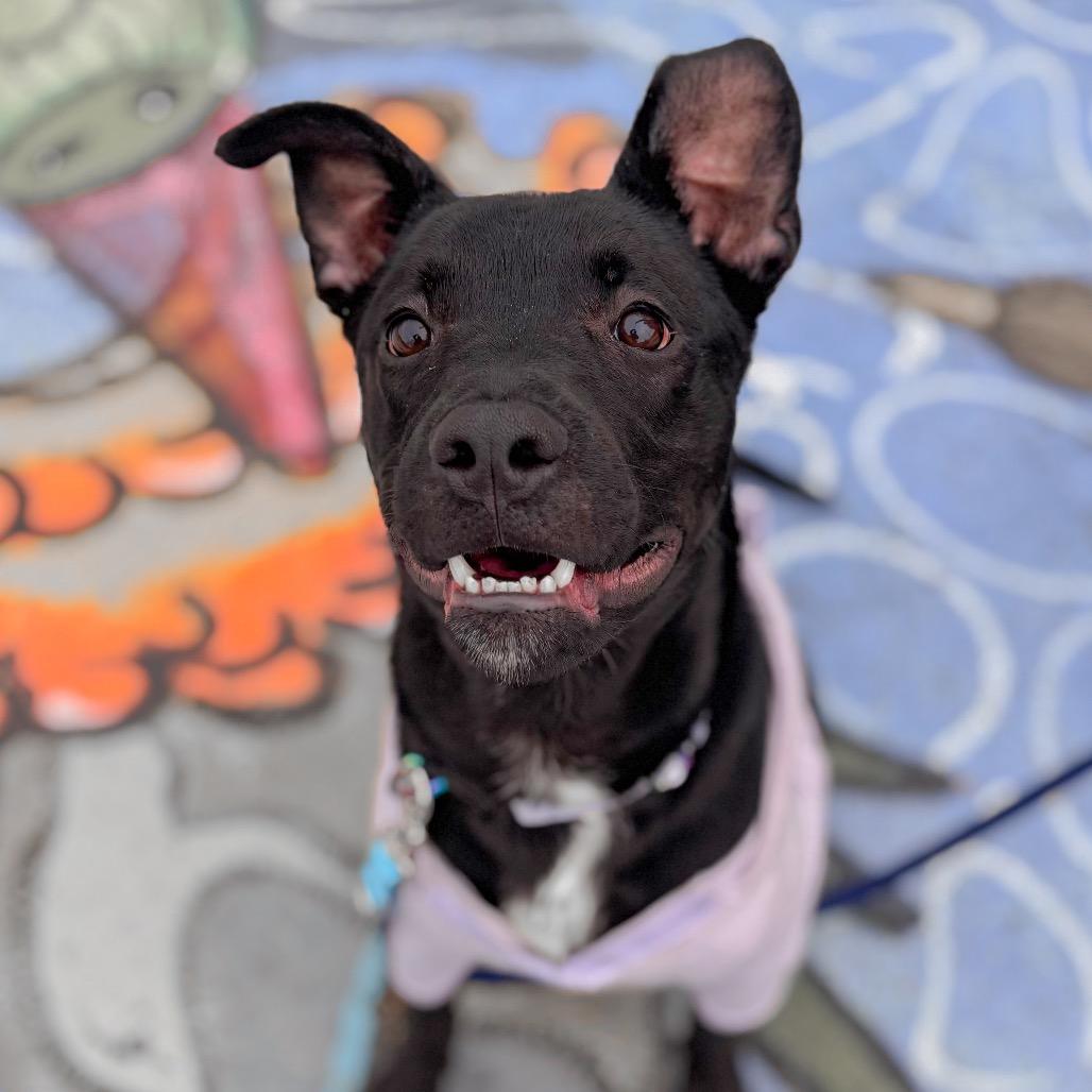 Enlarge Joey, a Adoptable mixed breed in Springboro, OH image 4/6