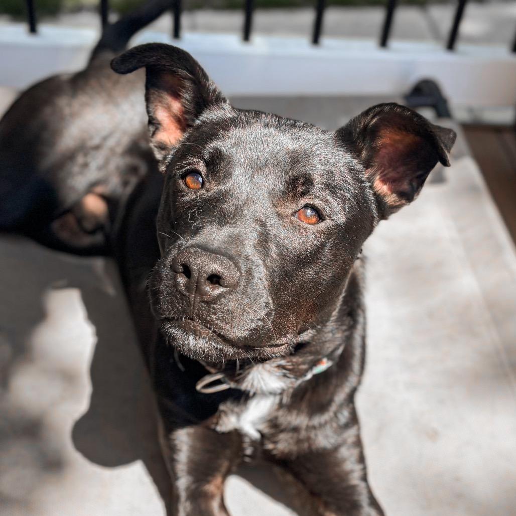 Enlarge Joey, a Adoptable mixed breed in Springboro, OH image 5/6