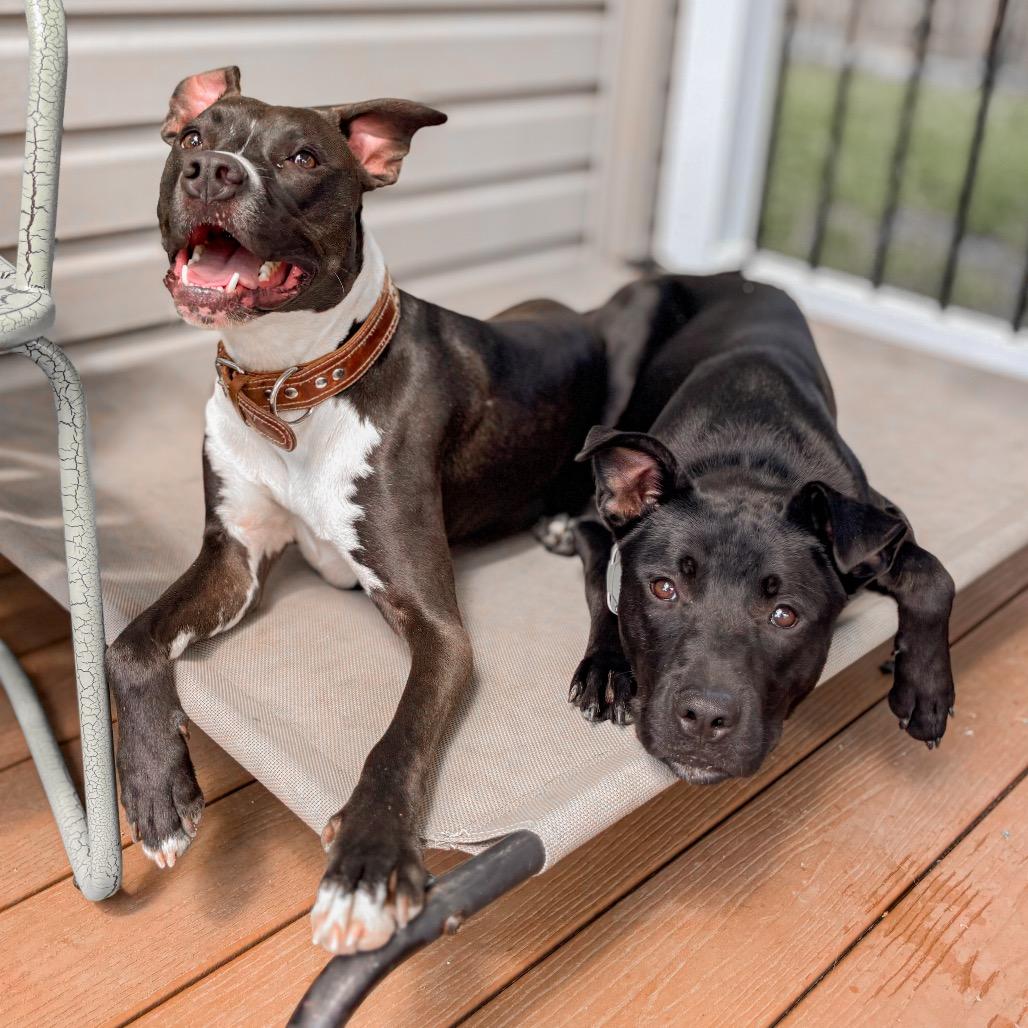 Enlarge Joey, a Adoptable mixed breed in Springboro, OH image 6/6