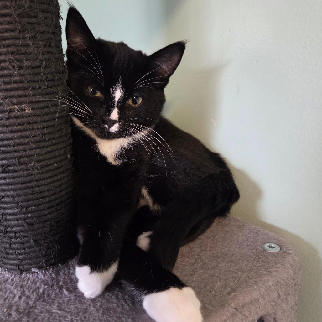 Usher, Adoptable, Kitten Male Domestic Short Hair.