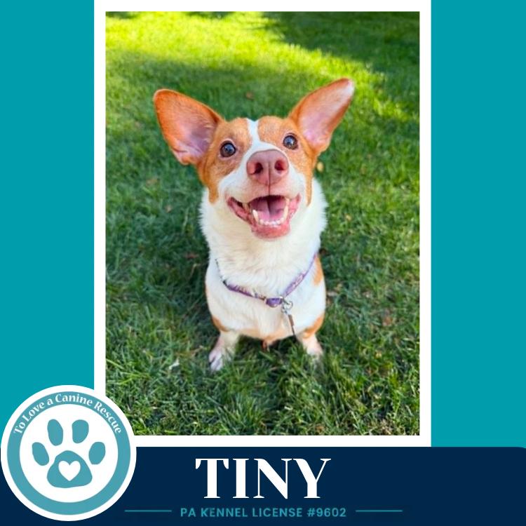 Enlarge Tiny 060626, a Adoptable mixed breed in Kimberton, PA image 1/6