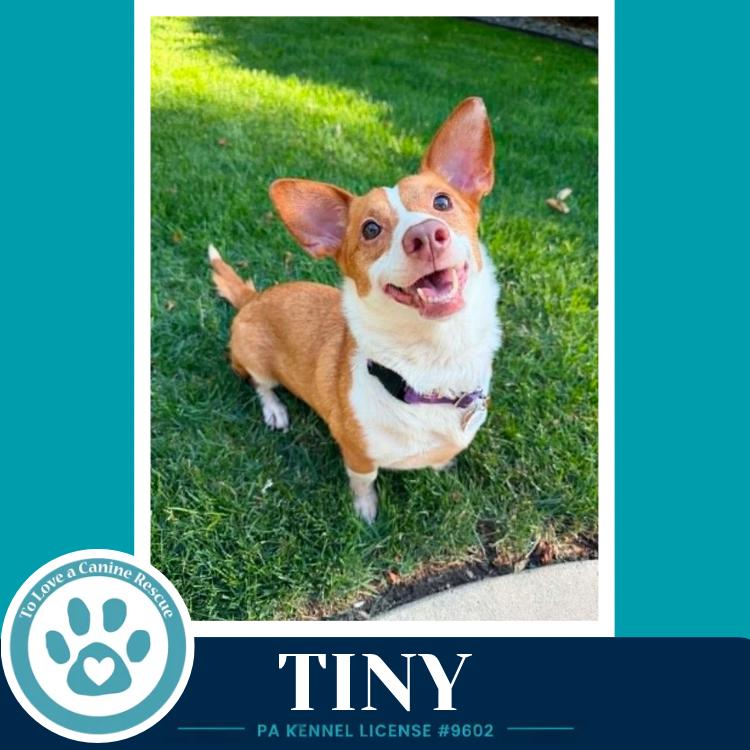 Enlarge Tiny 060626, a Adoptable mixed breed in Kimberton, PA image 2/6