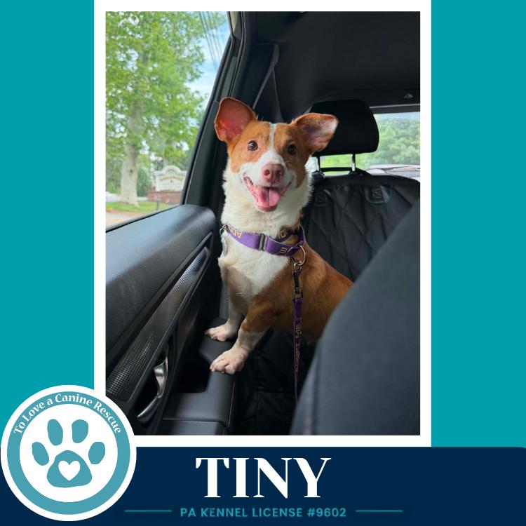Enlarge Tiny 060626, a Adoptable mixed breed in Kimberton, PA image 3/6