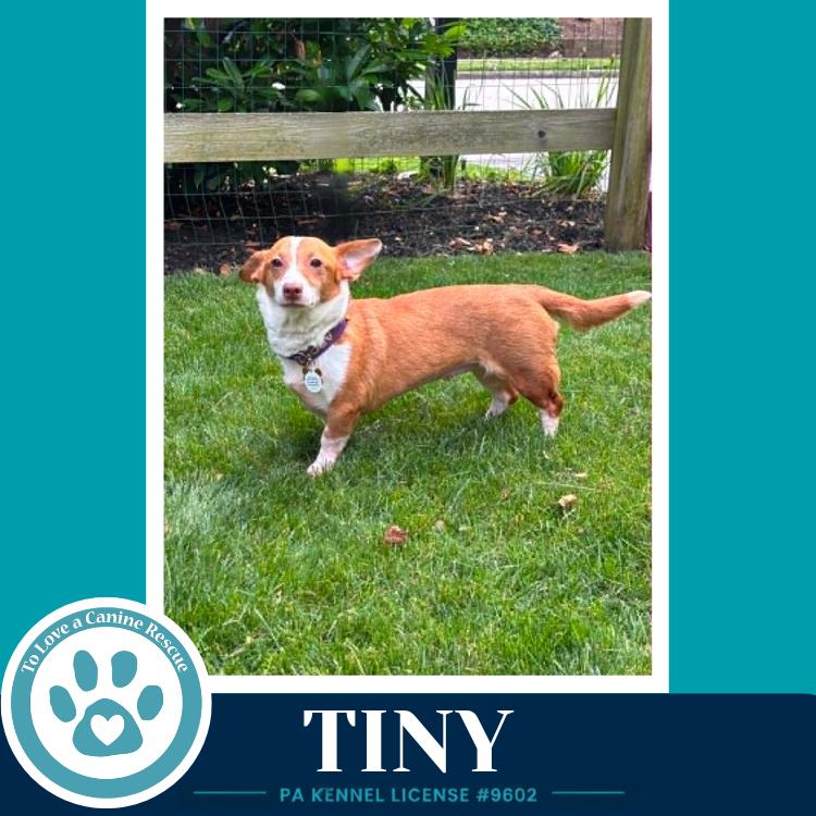 Enlarge Tiny 060626, a Adoptable mixed breed in Kimberton, PA image 4/6