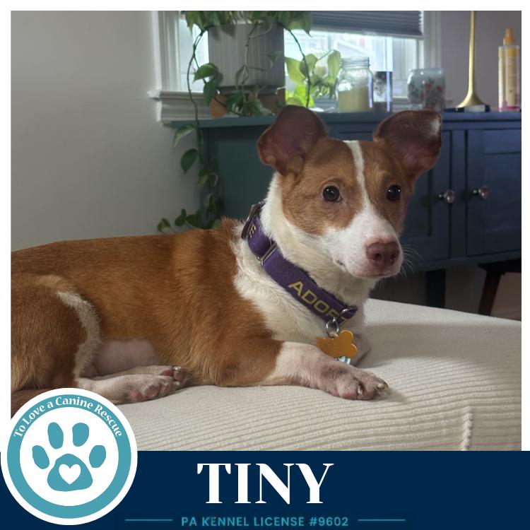 Enlarge Tiny 060626, a Adoptable mixed breed in Kimberton, PA image 5/6