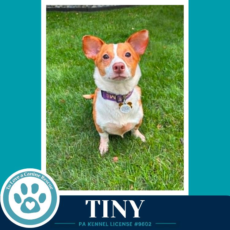 Enlarge Tiny 060626, a Adoptable mixed breed in Kimberton, PA image 6/6
