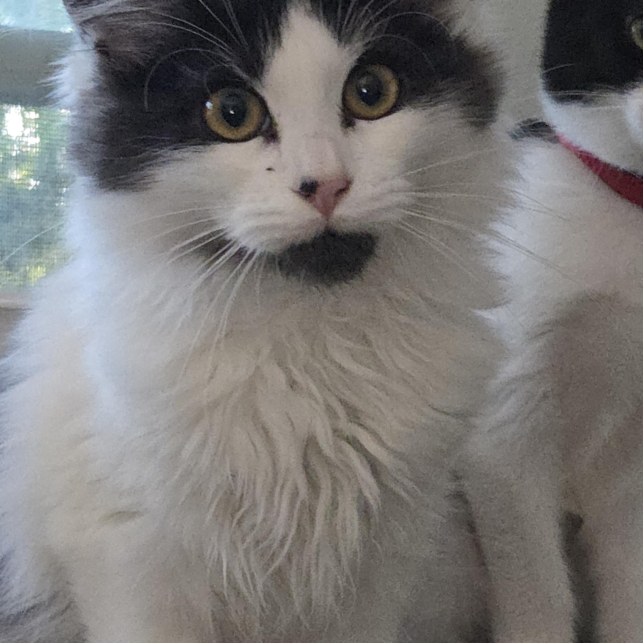 Enlarge HANDSOME, a ADOPTABLE mixed breed in Harrison, MI image 3/4