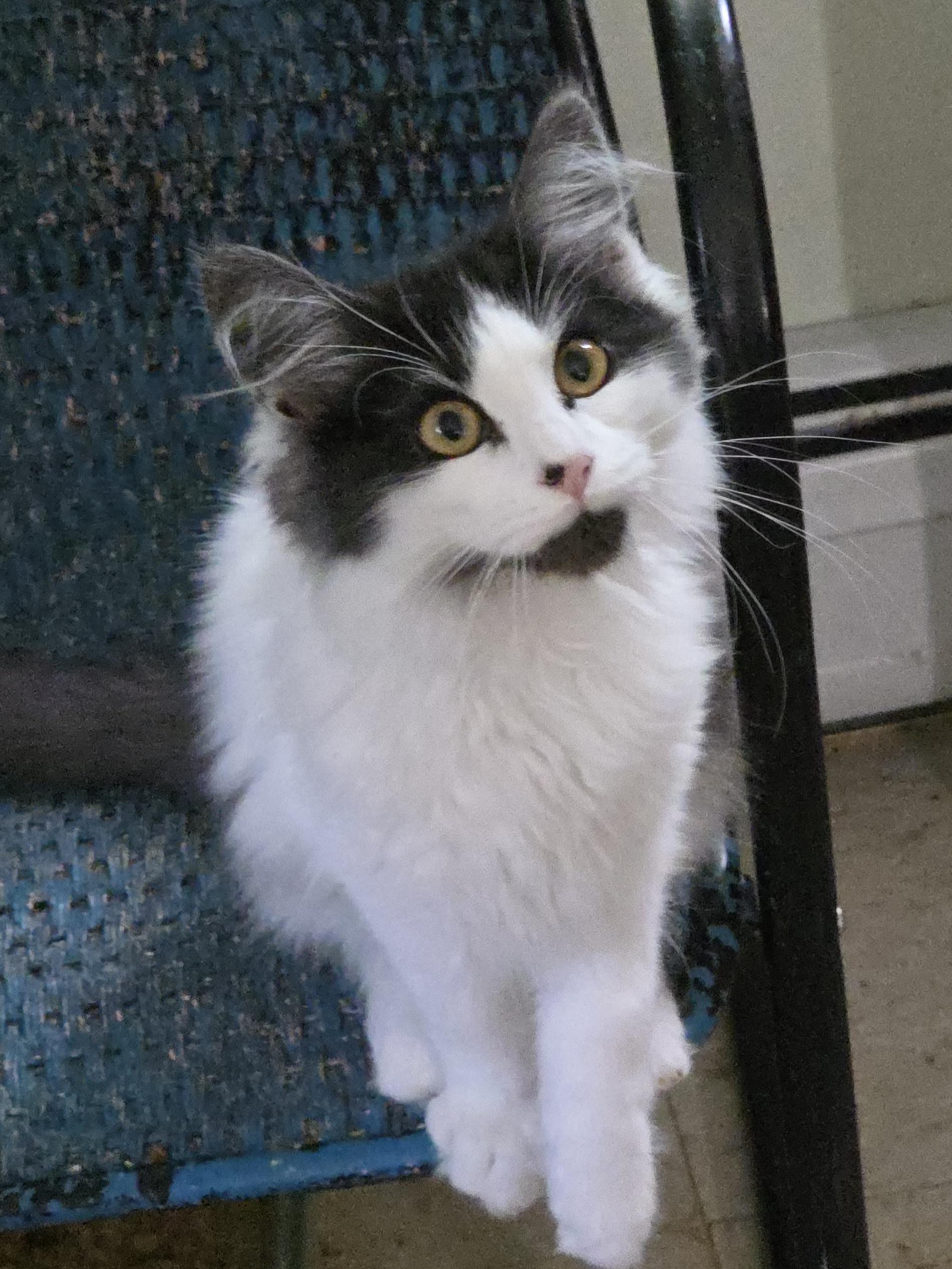 Enlarge HANDSOME, a ADOPTABLE mixed breed in Harrison, MI image 2/4