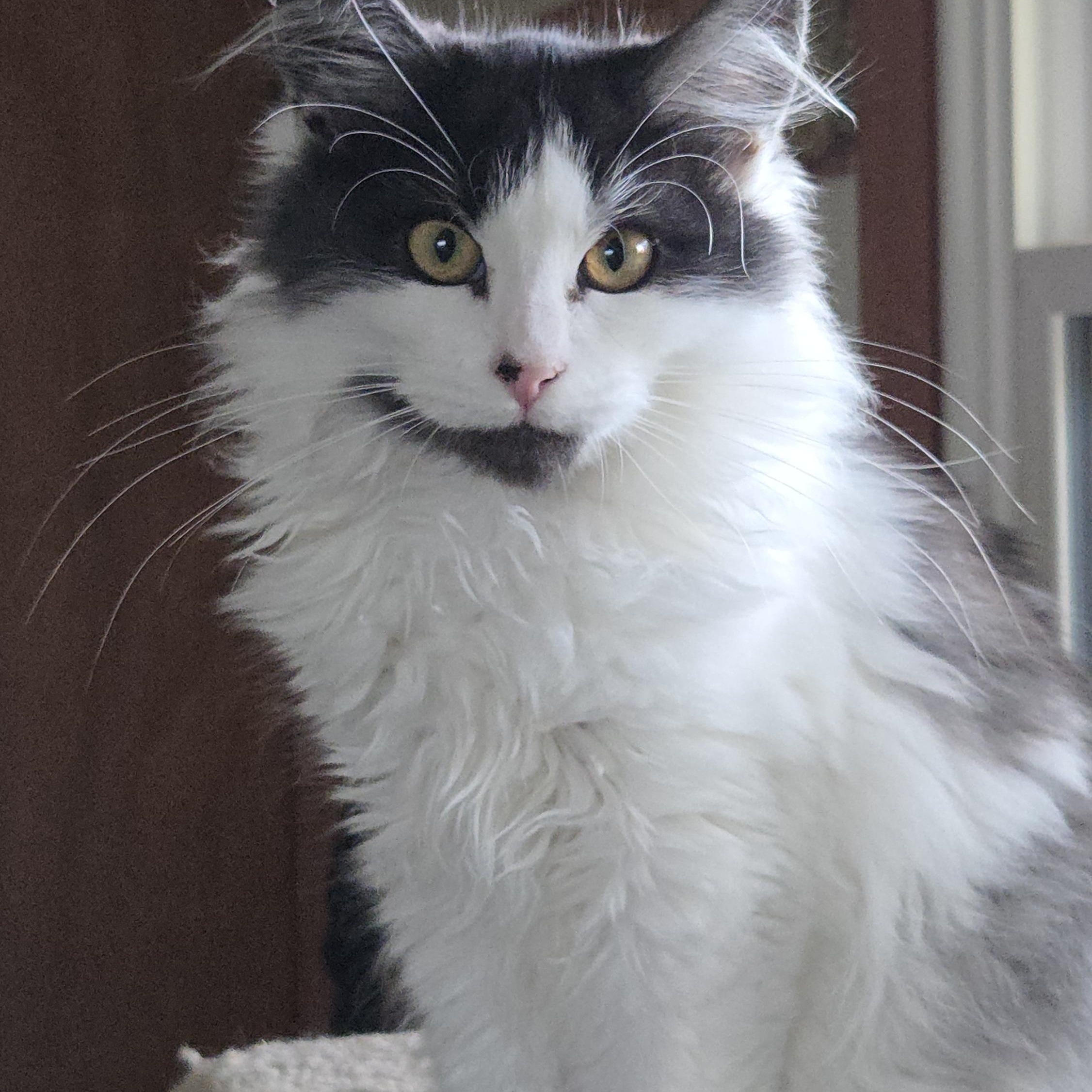 Enlarge HANDSOME, a ADOPTABLE mixed breed in Harrison, MI image 1/4