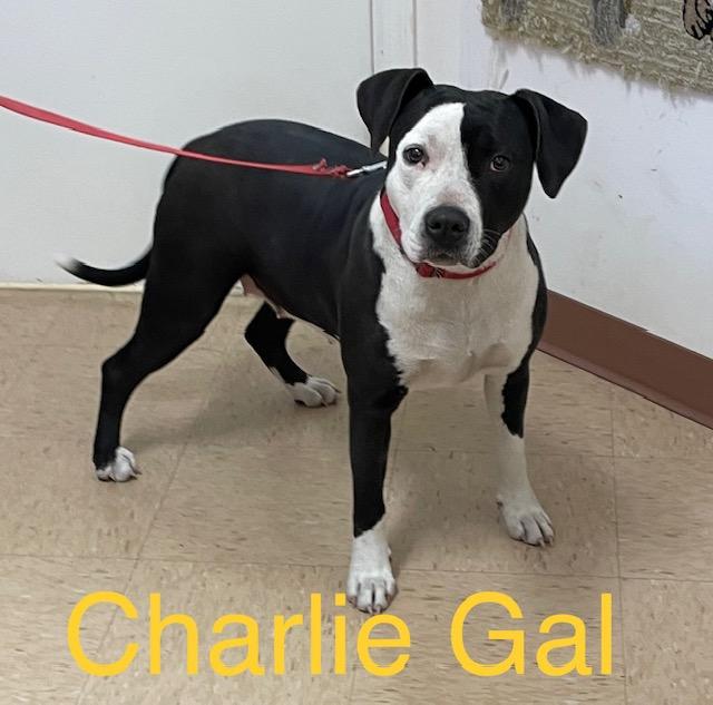 Charlie Gal, a Adoptable mixed breed in Cairo, GA image 1/2