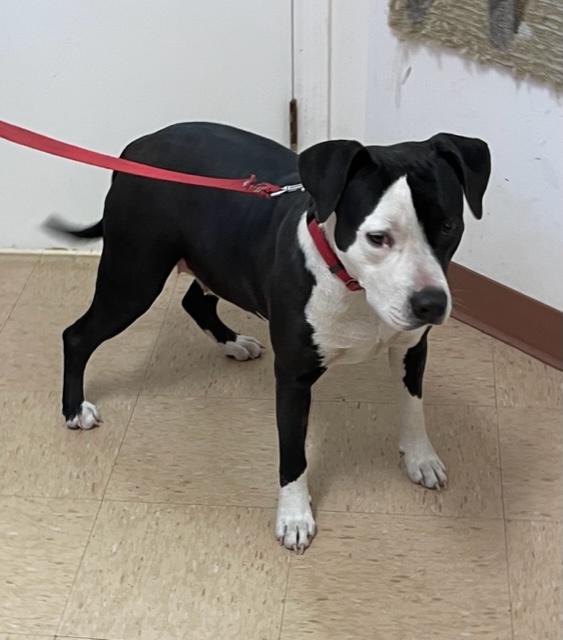 Charlie Gal, a Adoptable mixed breed in Cairo, GA image 2/2