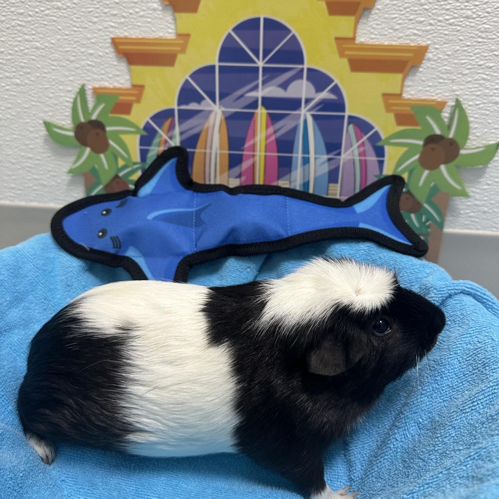 Einstein, Adoptable, Adult Male Guinea Pig.