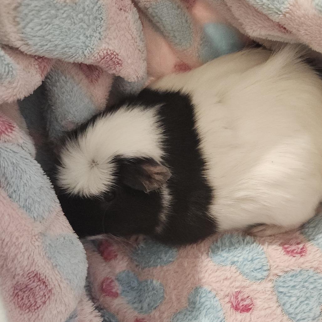Einstein, a Adoptable Guinea Pig in Clearwater, FL image 2/2