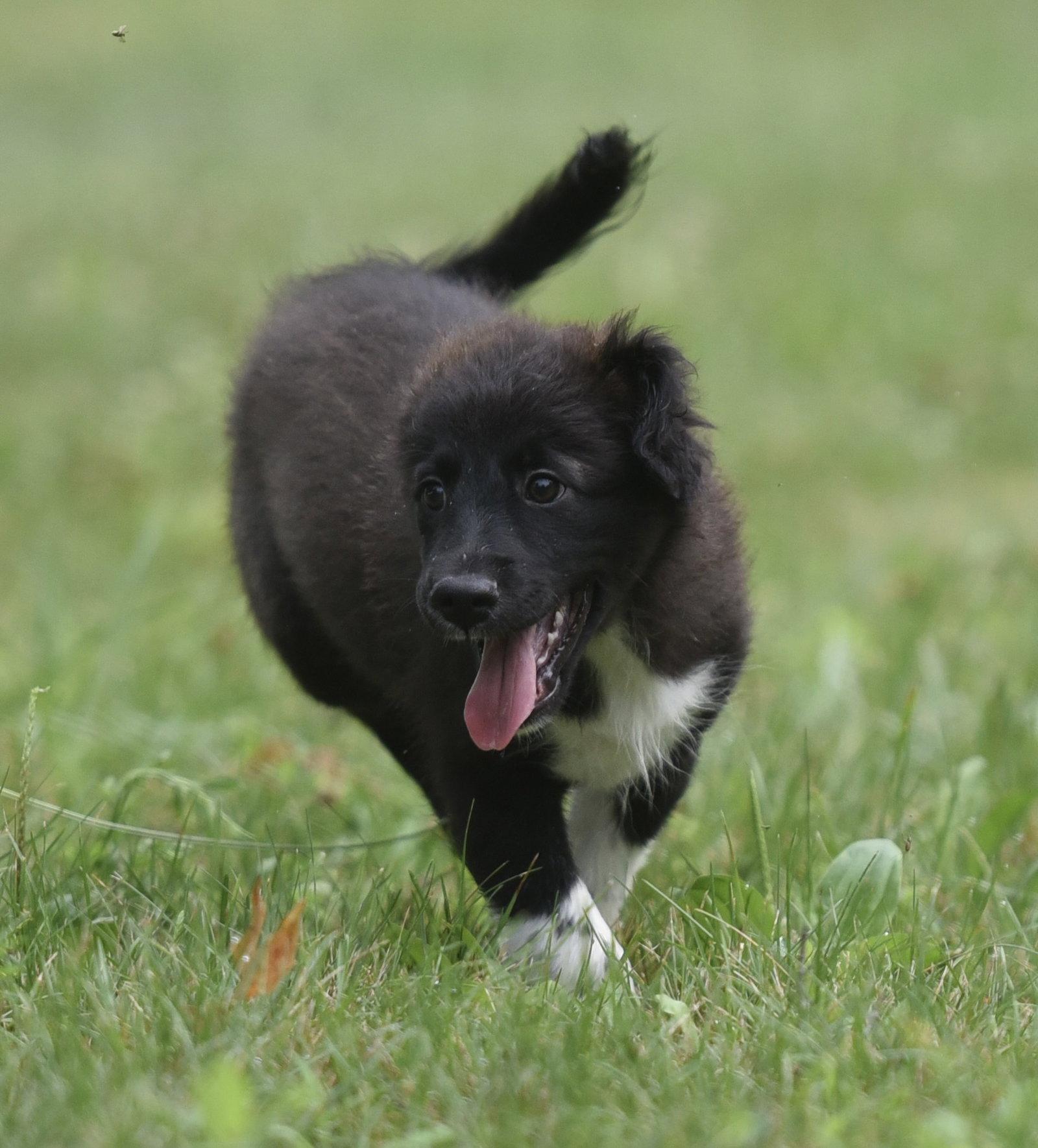 Courtney, Adopted, Puppy Female Border Collie & Great Pyrenees.