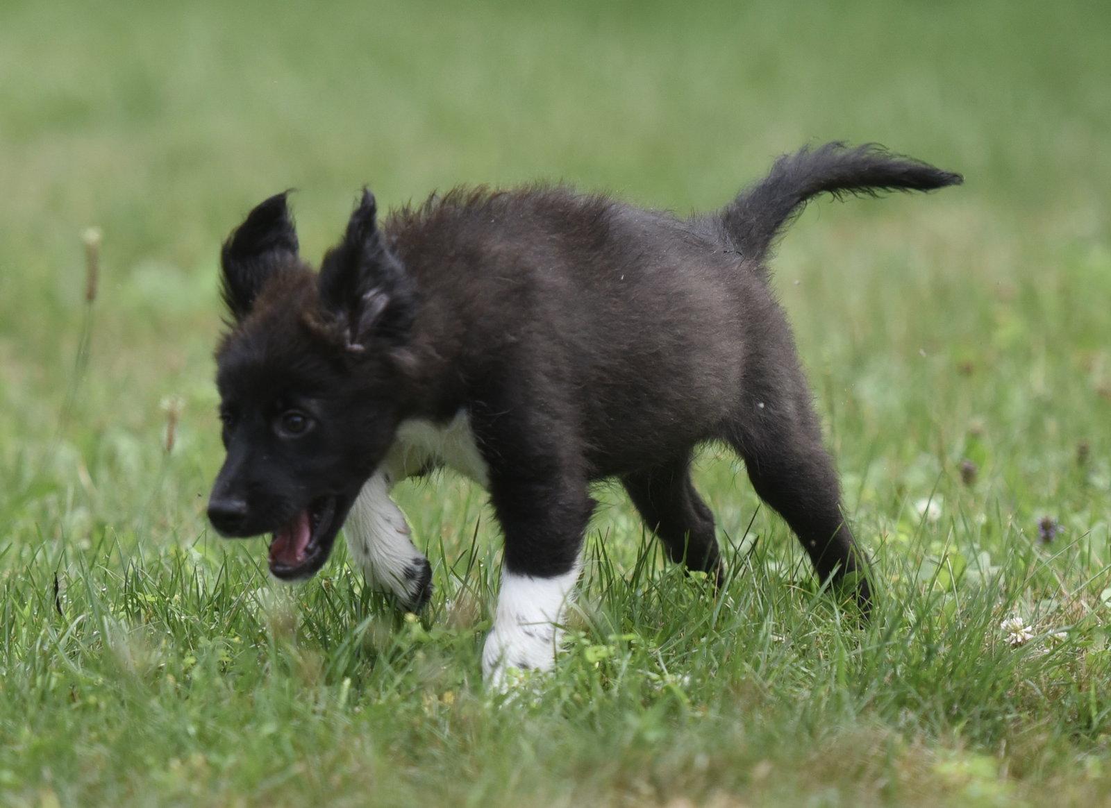 Enlarge Courtney, a Adopted mixed breed in Mechanicsburg, PA image 2/3