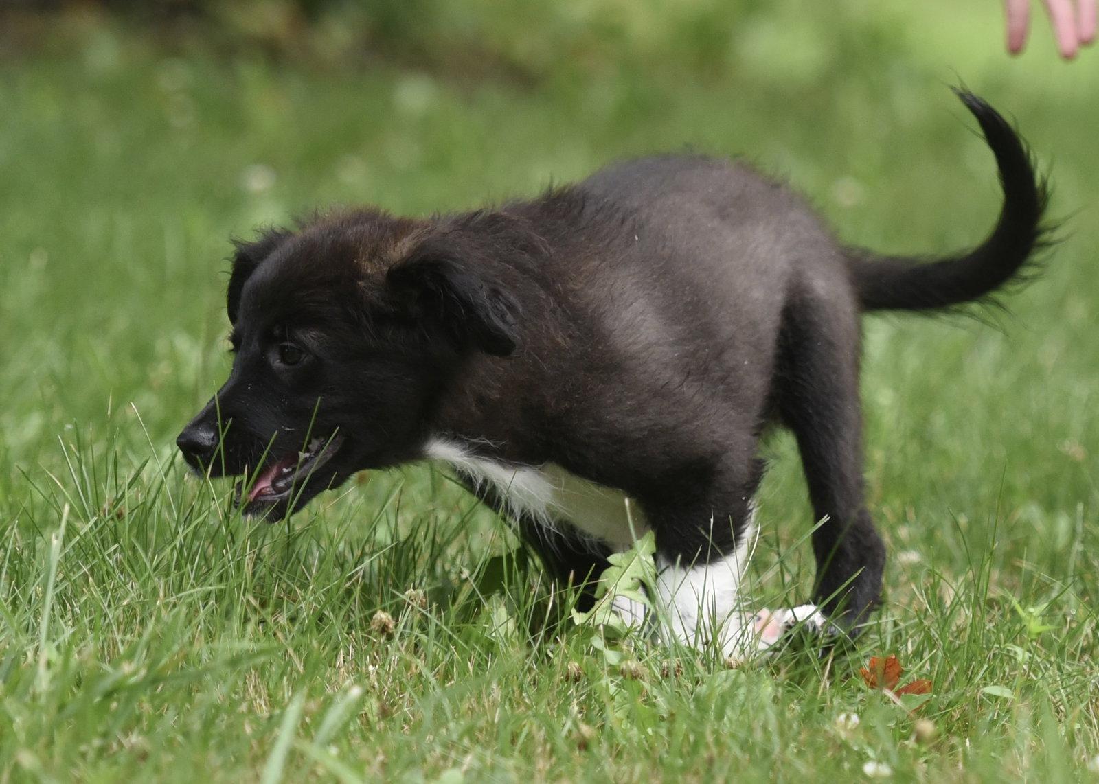 Enlarge Courtney, a Adopted mixed breed in Mechanicsburg, PA image 3/3